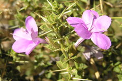Barleria buxifolia